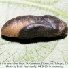 aricia teberdina tcheget pupa 2
